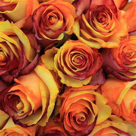 rosaholics|Orange and Brown Fresh Roses 